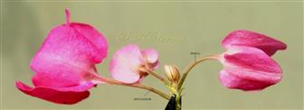  Fascicle of flowers